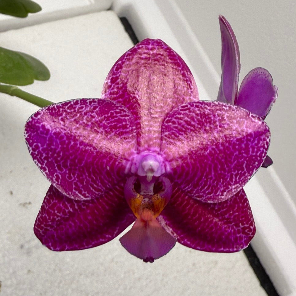 ゼクシィ掲載flua 2way Milky orchid Orchid Plants - Young Orchids - Cattleya Starters (2.75