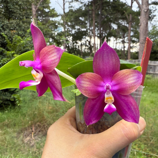 Phalaenopsis Mituo Love 'Rainbow' AM/AOS 250625 Flowering