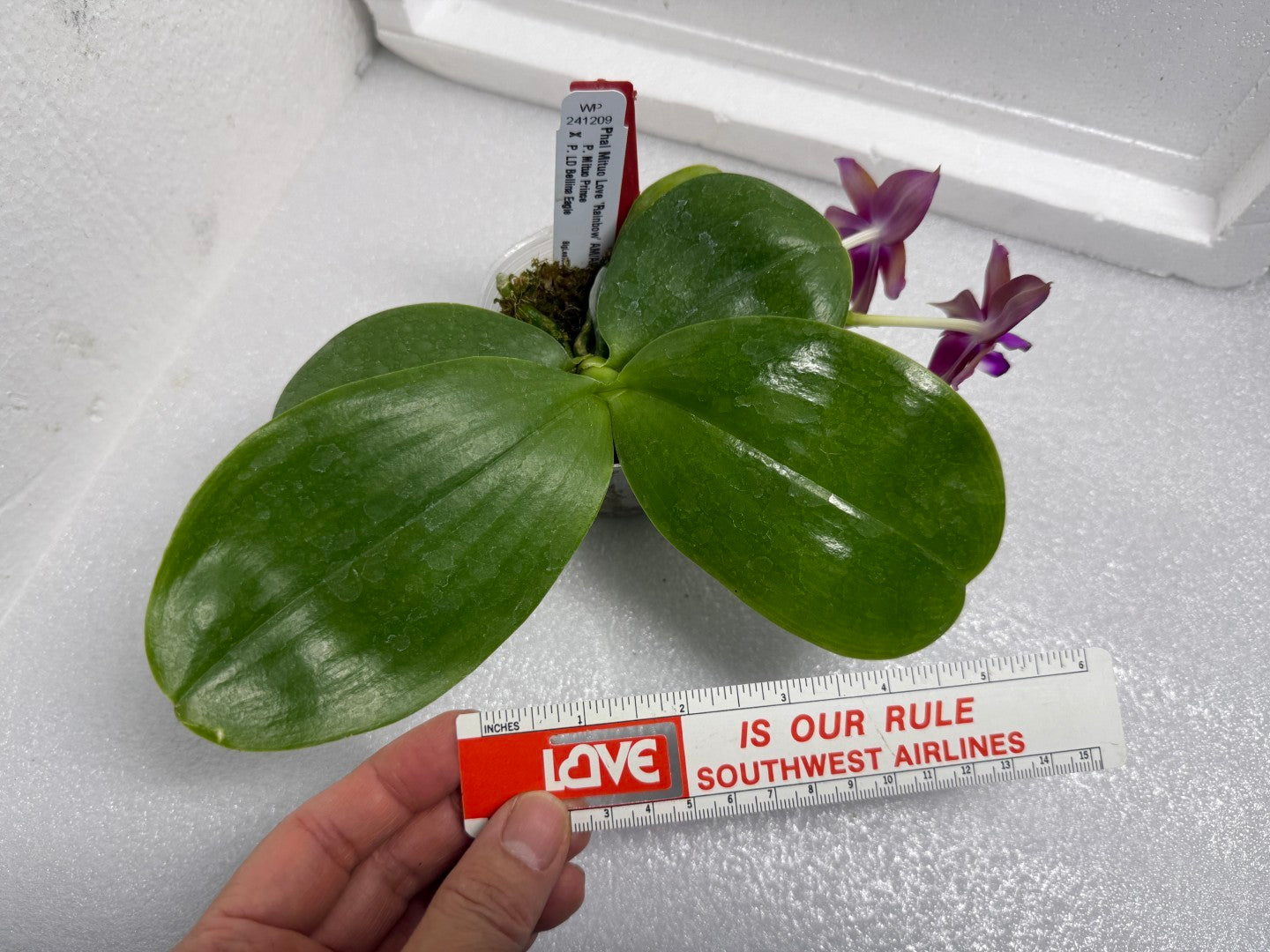 Phalaenopsis Mituo Love 'Rainbow' AM/AOS 250625 Flowering