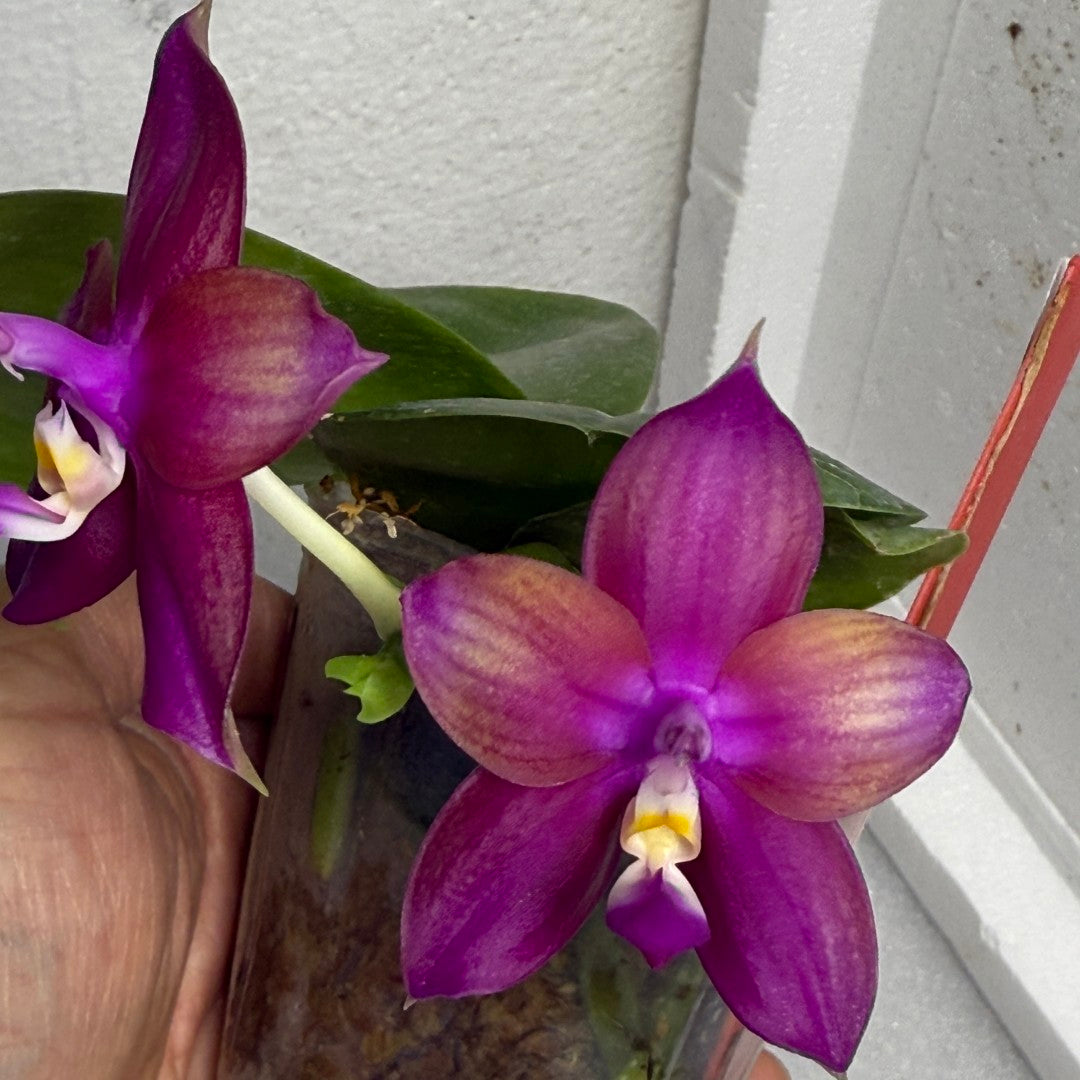 Phalaenopsis Mituo Love 'Rainbow' AM/AOS 250625 Flowering