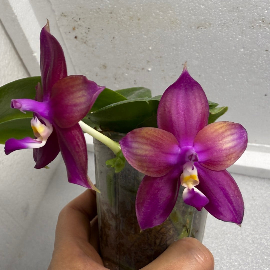 Phalaenopsis Mituo Love 'Rainbow' AM/AOS 250625 Flowering