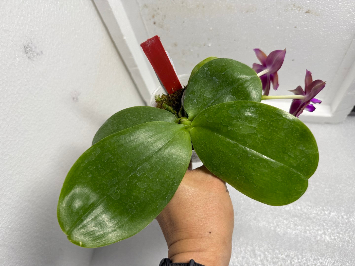 Phalaenopsis Mituo Love 'Rainbow' AM/AOS 250625 Flowering