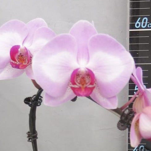 Phalaenopsis Jiuhbao Lady (clone) Spiking 240612