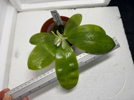 Phalaenopsis bellina var. alba Flowering 250803 Seed Grown