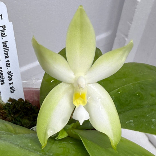 Phalaenopsis bellina var. alba Flowering 250803 Seed Grown