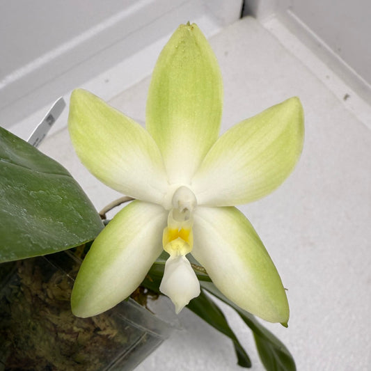 Phalaenopsis bellina var. alba x sib 250905 Flowering