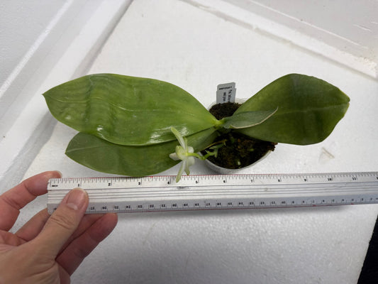 Phalaenopsis bellina var. alba x sib 250915 Fragrant species Flowering