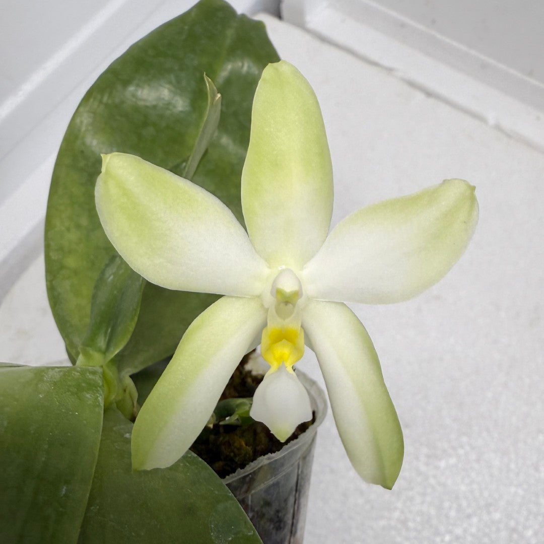 Phalaenopsis bellina var. alba x sib 250915 Fragrant species Flowering