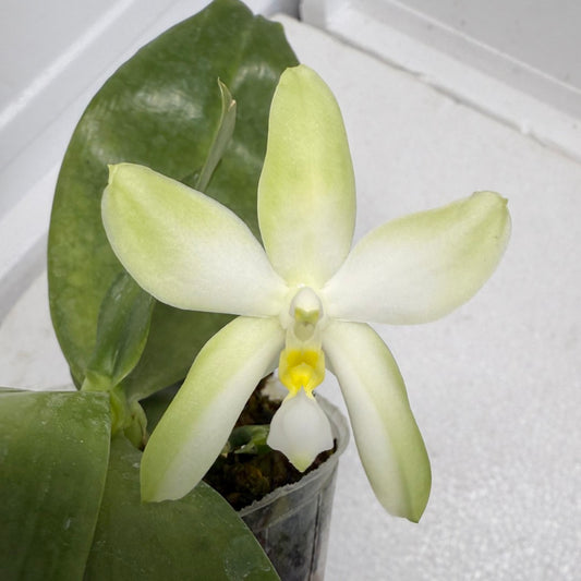 Phalaenopsis bellina var. alba x sib 250915 Fragrant species Flowering