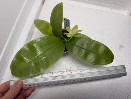 Phalaenopsis bellina var. alba x sib 250917 Fragrant species Flowering