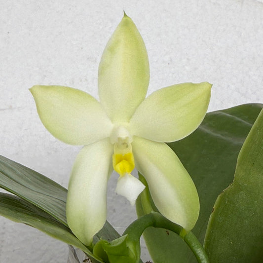 Phalaenopsis bellina var. alba x sib 250917 Fragrant species Flowering