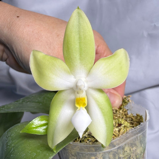 Phalaenopsis bellina var. alba Flowering 260611 Large flower