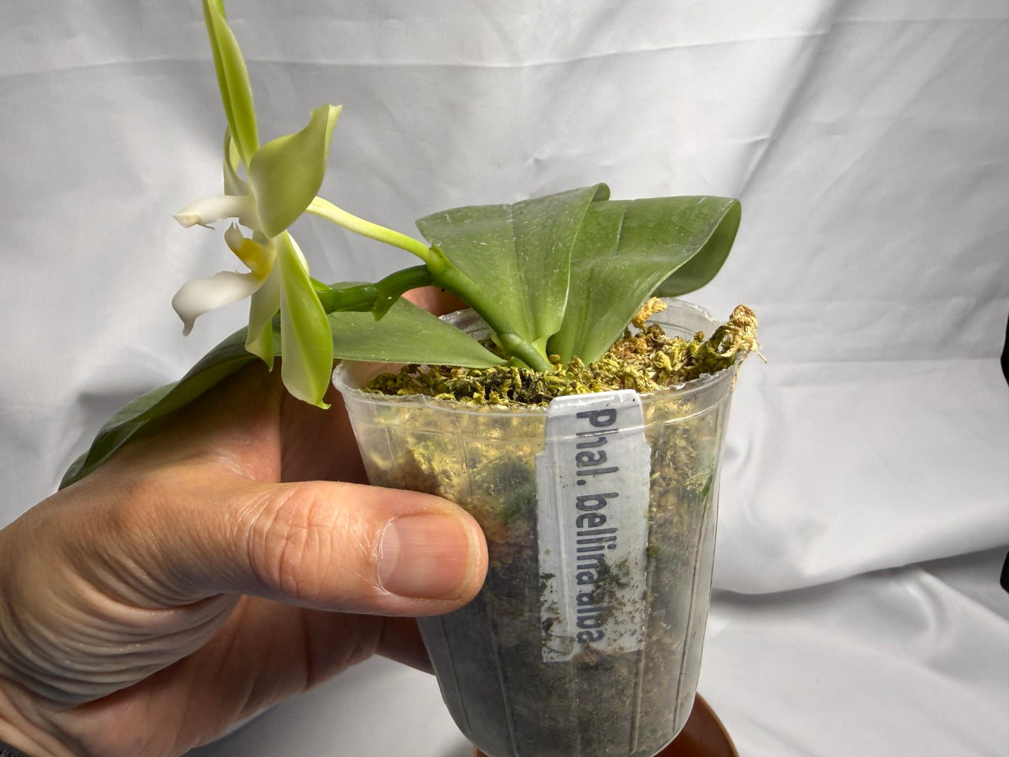 Phalaenopsis bellina var. alba Flowering 260611 Large flower
