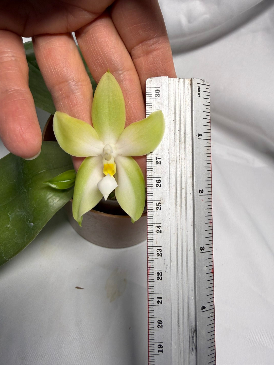 Phalaenopsis bellina var. alba Flowering 260611 Large flower