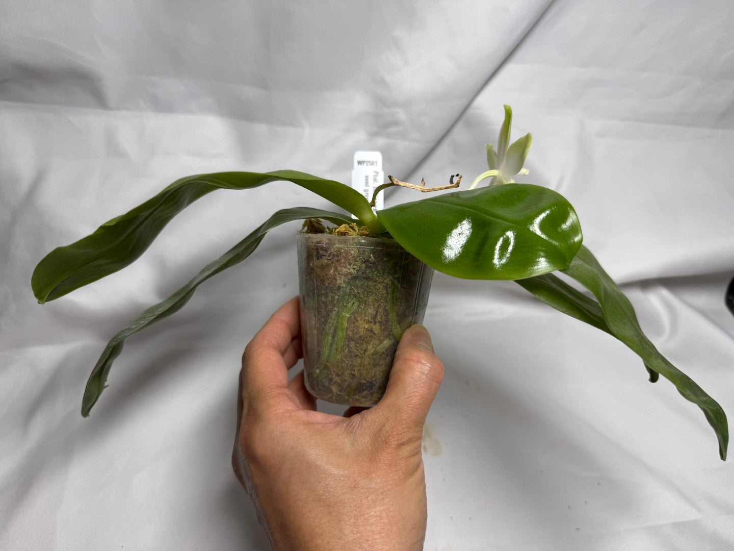 Phalaenopsis bellina var. alba Flowering 260614 Large fragrant flower