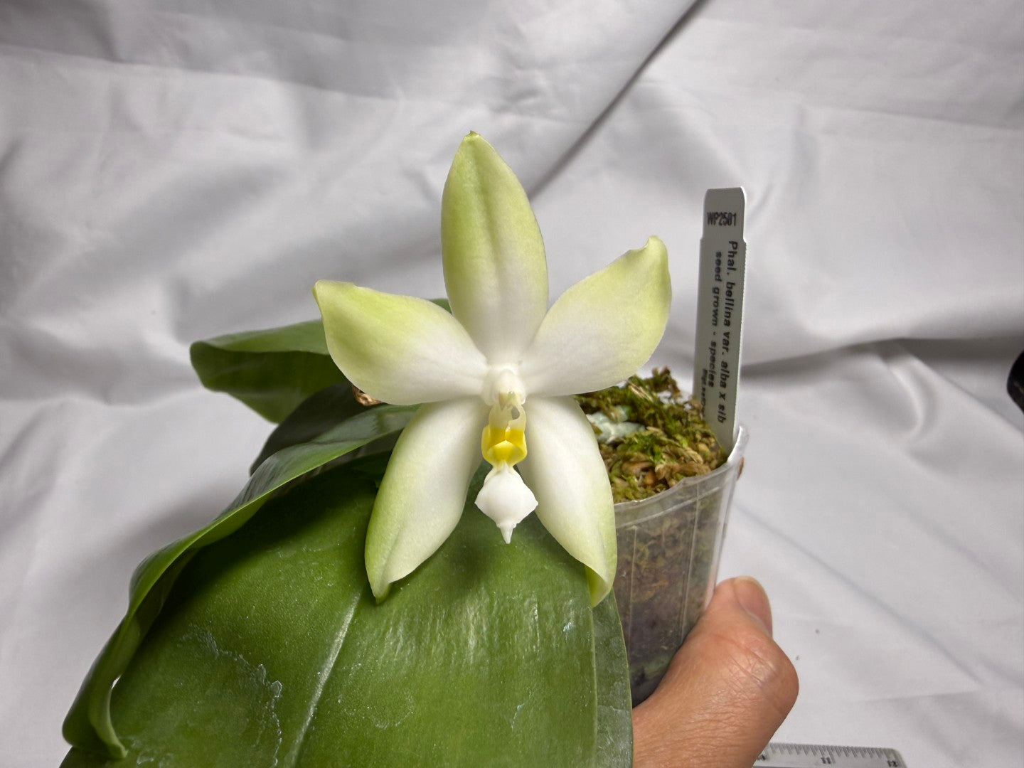 Phalaenopsis bellina var. alba Flowering 260614 Large fragrant flower