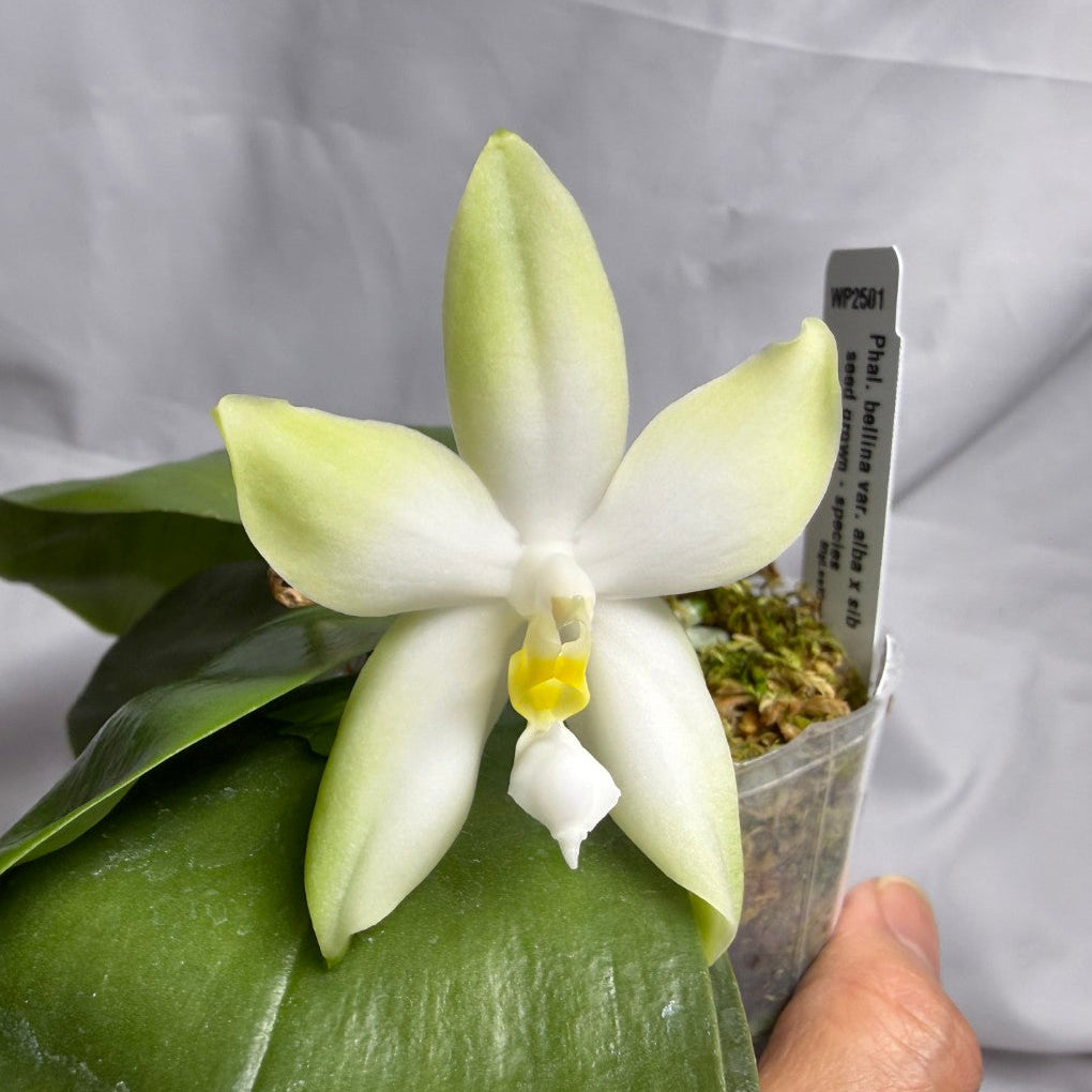 Phalaenopsis bellina var. alba Flowering 260614 Large fragrant flower