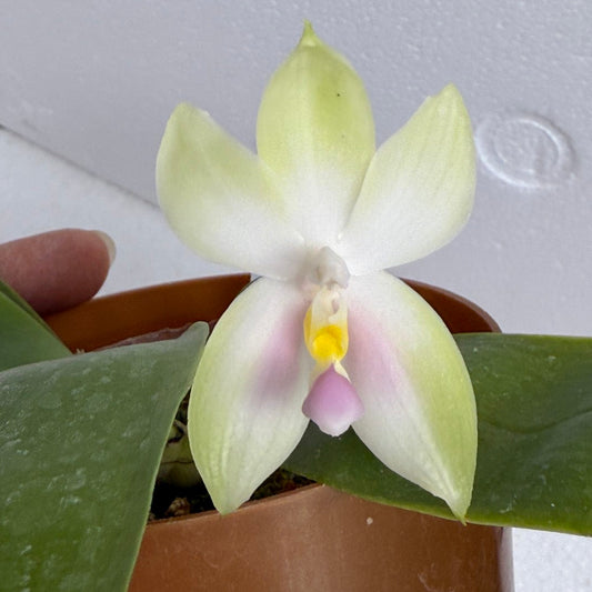 Phalaenopsis bellina f. delicata (Pink) 250730-B Flowering