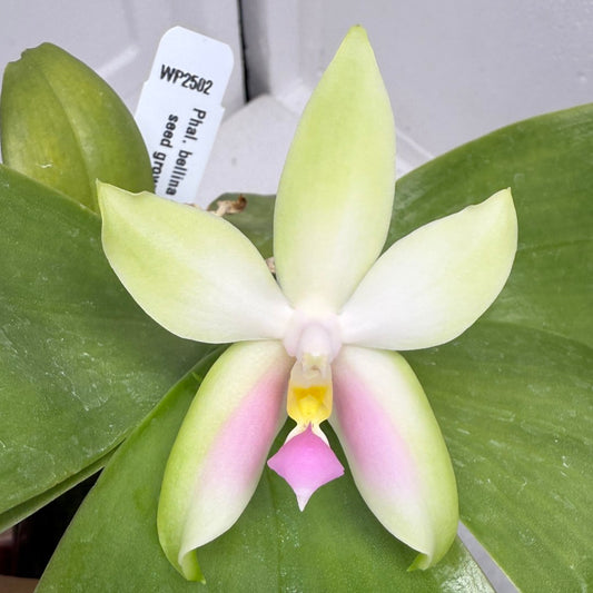 Phalaenopsis bellina f. delicata (Pink) x sib 250905 Flowering