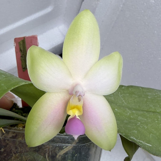 Phalaenopsis bellina f. delicata (Pink) x sib 250916 Flowering