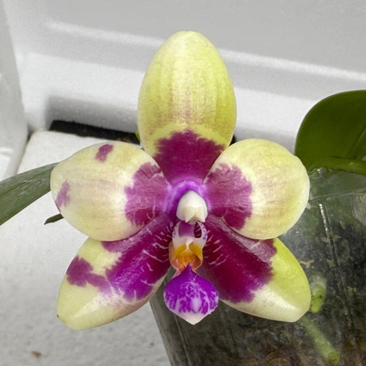 Phalaenopsis Miro Red Dragon 'Wilson#323' 250810 Flowering