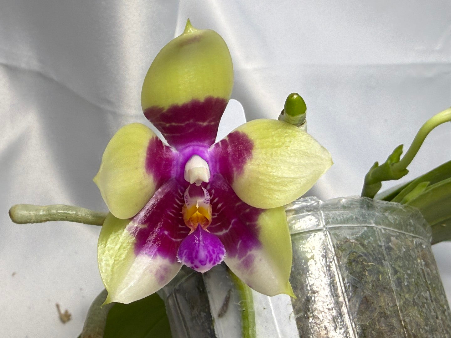 Phalaenopsis Miro Red Dragon 'Wilson#323' 251124 Spiking 3 spikes