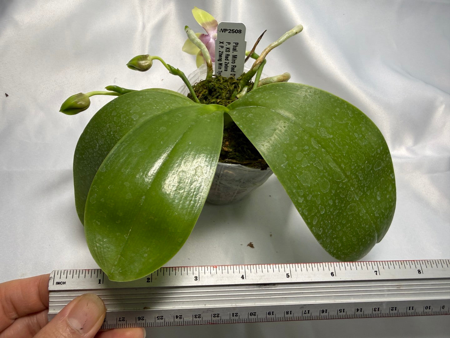 Phalaenopsis Miro Red Dragon 'Wilson#323' 251124 Spiking 3 spikes