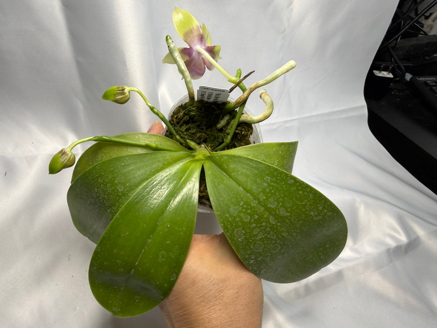 Phalaenopsis Miro Red Dragon 'Wilson#323' 251124 Spiking 3 spikes