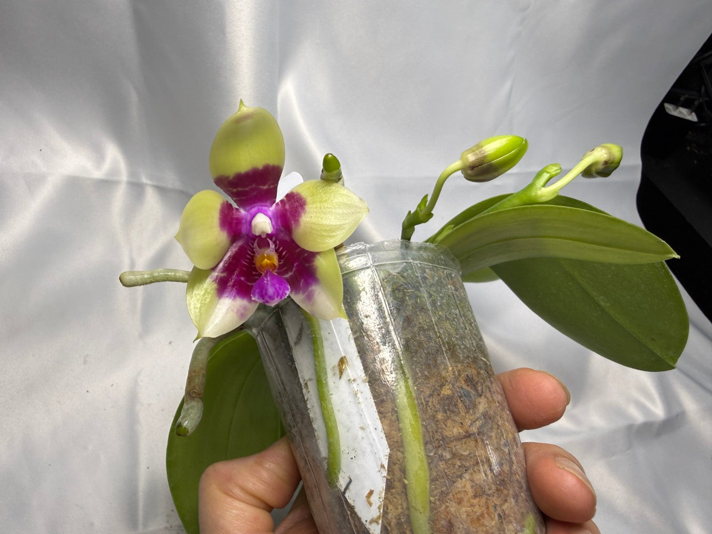 Phalaenopsis Miro Red Dragon 'Wilson#323' 251124 Spiking 3 spikes