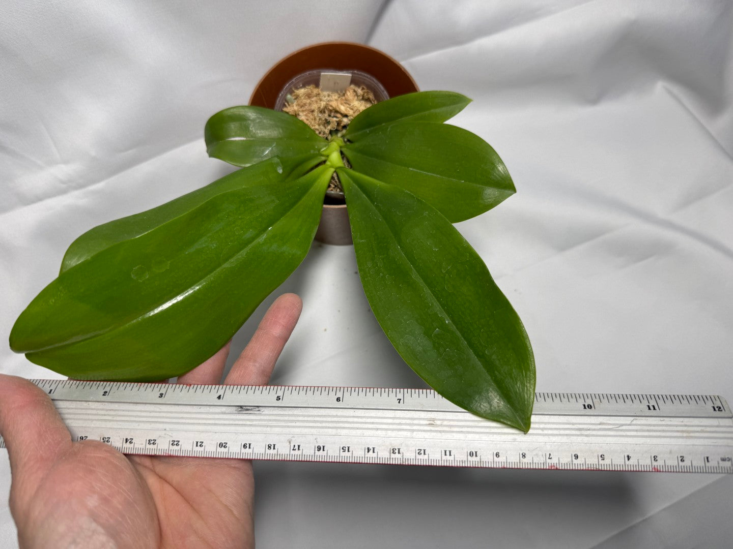 Phalaenopsis tetraspis 'C1' Spiking