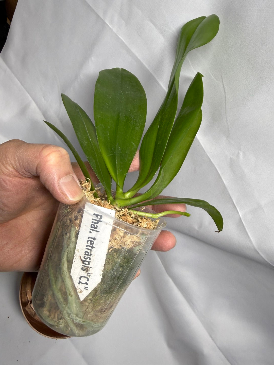 Phalaenopsis tetraspis 'C1' Spiking