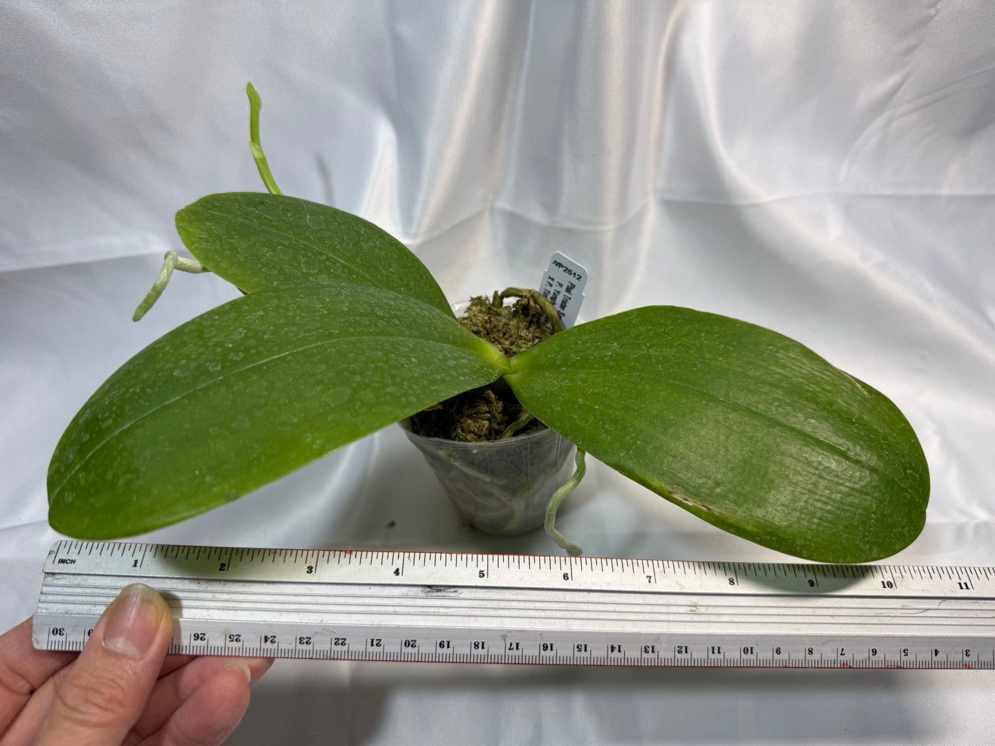 Phalaenopsis Tristar Snow Princess 'Tristar' AM/AOS 251207 Spiking