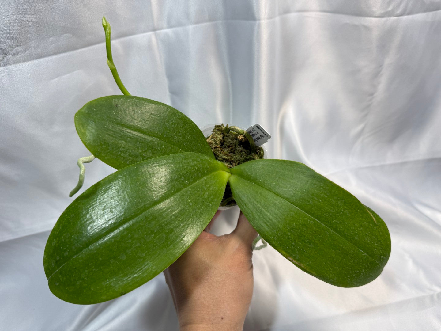 Phalaenopsis Tristar Snow Princess 'Tristar' AM/AOS 251207 Spiking