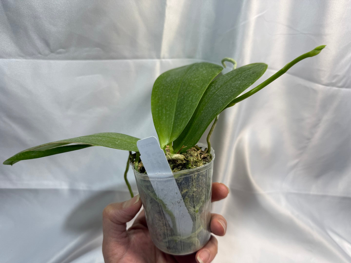 Phalaenopsis Tristar Snow Princess 'Tristar' AM/AOS 251207 Spiking