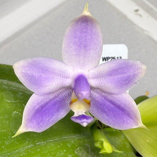 Phalaenopsis violacea f. indigo x sib 250904 Flowering