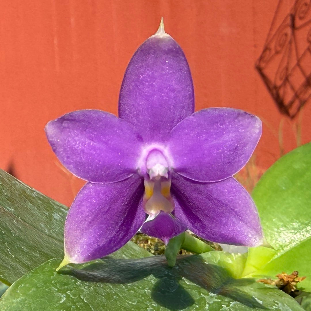 Phalaenopsis violacea f. indigo x sib 250917 Flowering Fragrant Species
