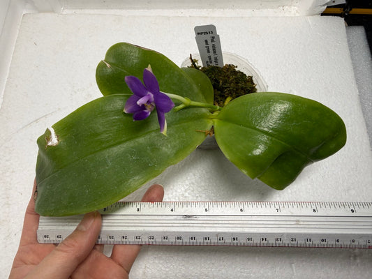 Phalaenopsis violacea f. indigo x sib 250917 Flowering Fragrant Species
