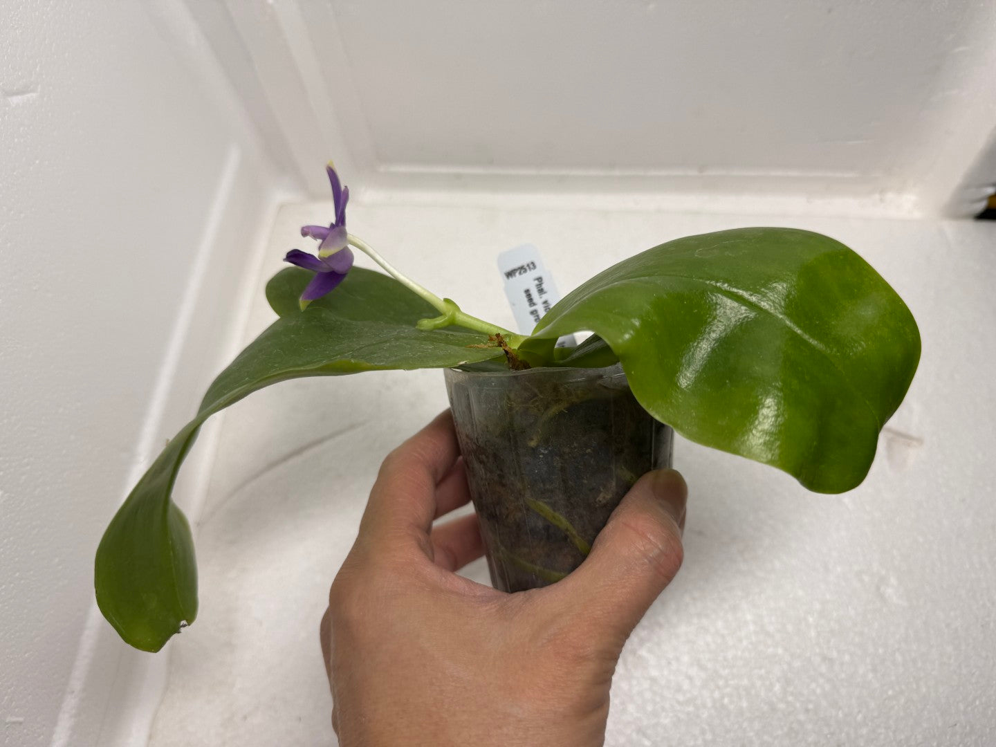 Phalaenopsis violacea f. indigo x sib 250917 Flowering Fragrant Species