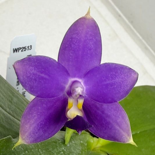 Phalaenopsis violacea f. indigo x sib 250917 Flowering Fragrant Species