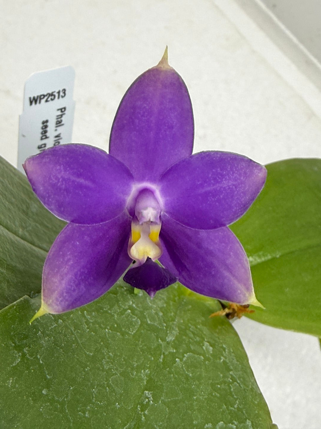 Phalaenopsis violacea f. indigo x sib 250917 Flowering Fragrant Species