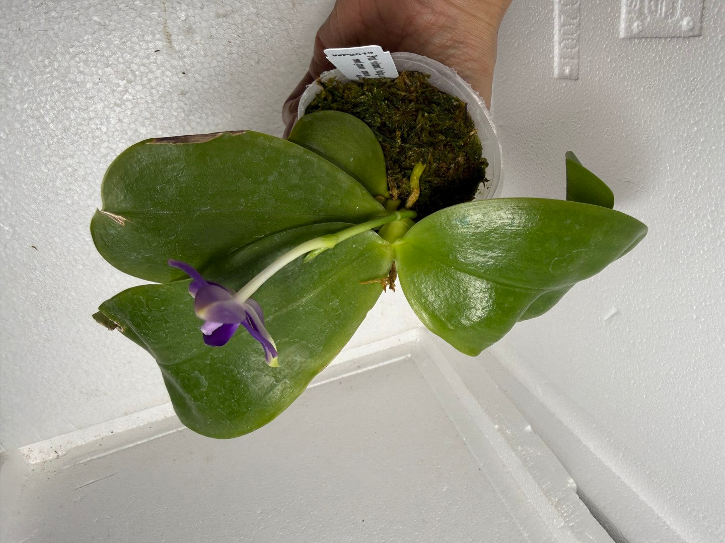 Phalaenopsis violacea f. indigo x sib 250917 Flowering Fragrant Species