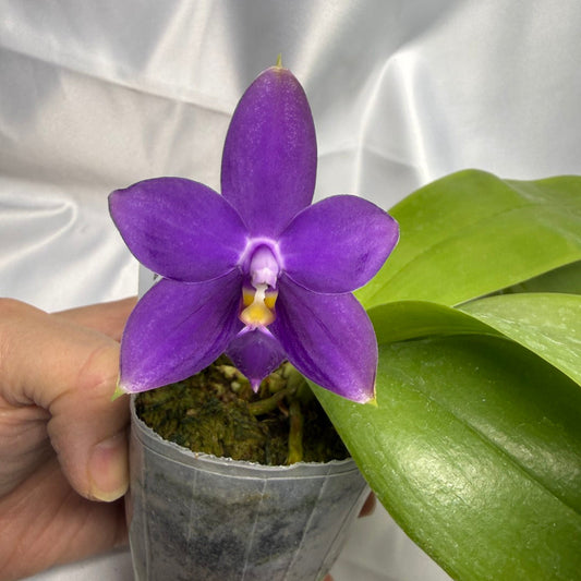 Phalaenopsis violacea f. indigo x sib 251122 Flowering Fragrant Species