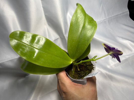 Phalaenopsis violacea f. indigo x sib 251122 Flowering Fragrant Species