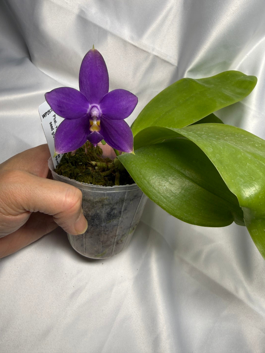 Phalaenopsis violacea f. indigo x sib 251122 Flowering Fragrant Species