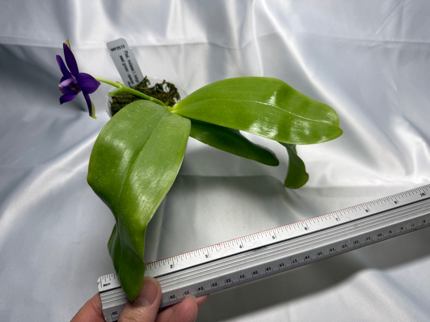 Phalaenopsis violacea f. indigo x sib 251122 Flowering Fragrant Species