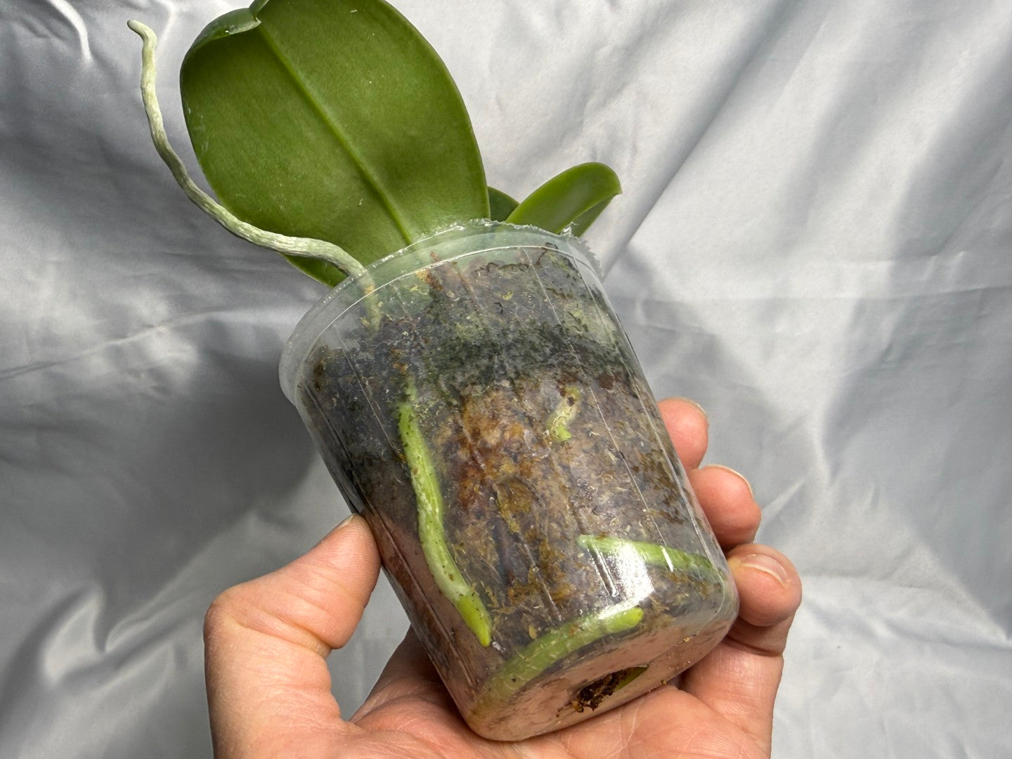 Phalaenopsis bellina var coerulea 'Wilson #22' Flowering 250830