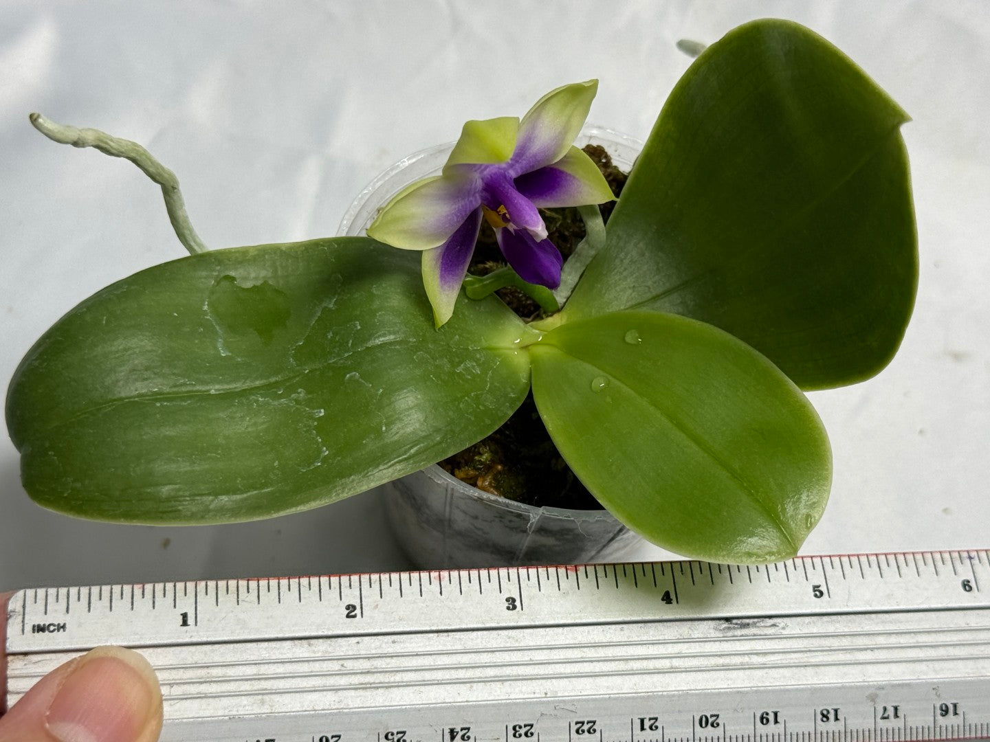 Phalaenopsis bellina var coerulea 'Wilson #22' Flowering 250830