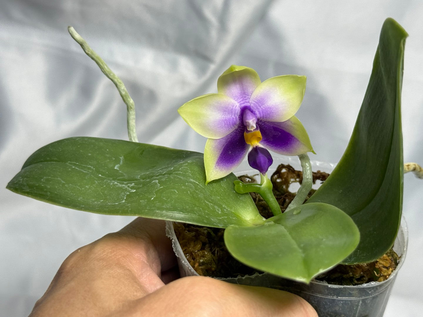 Phalaenopsis bellina var coerulea 'Wilson #22' Flowering 250830