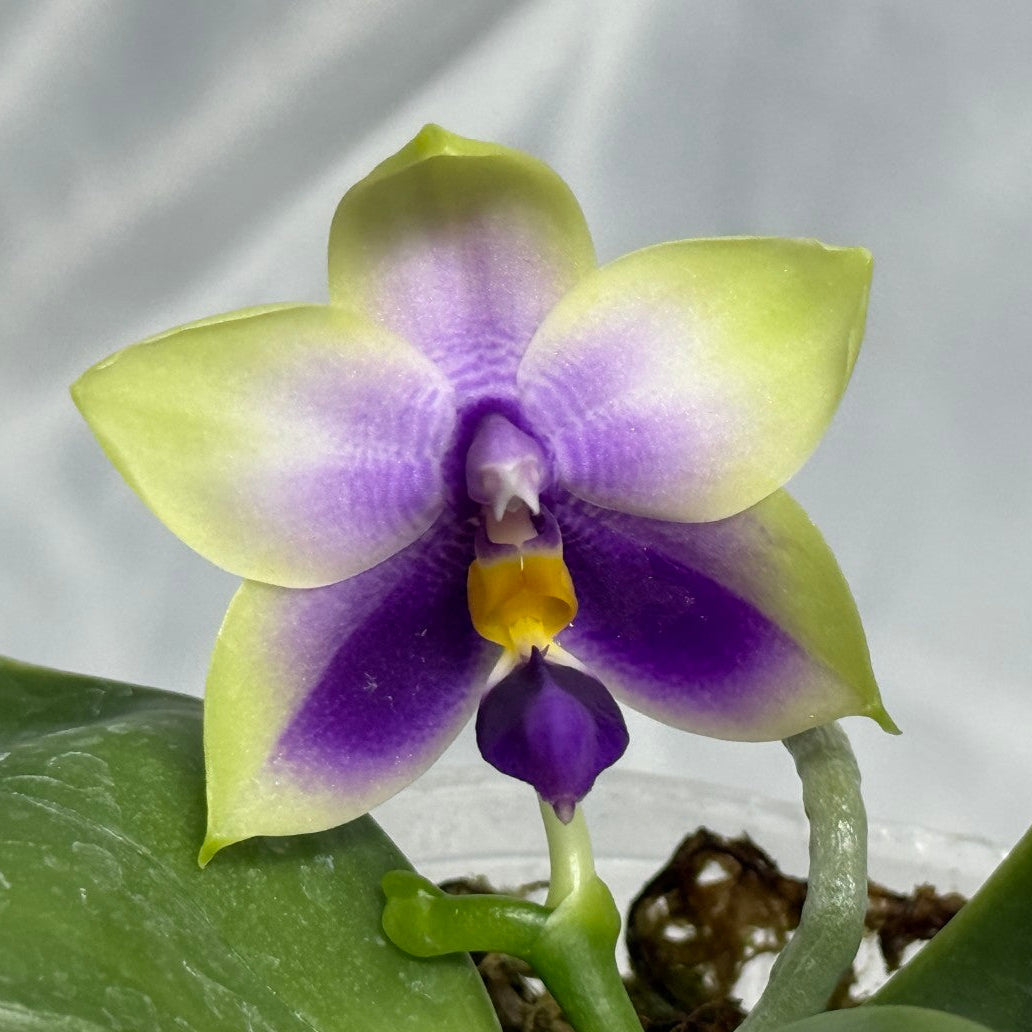 A close-up of a purple and yellow orchid flower with green leaves, set against a soft, light gray background.