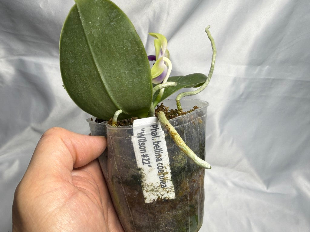 Phalaenopsis bellina var coerulea 'Wilson #22' Flowering 250830